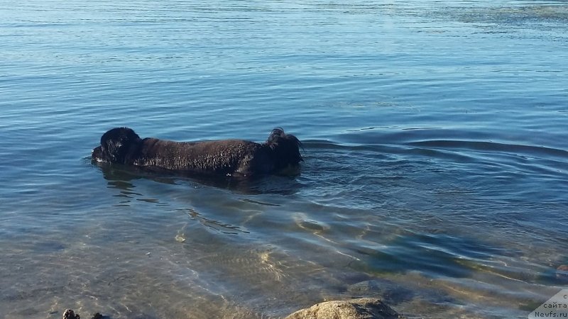 Фото: ньюфаундленд Nessi Blyek s  Lesnoy Zaimki (Несси Блэк с  Лесной Заимки)