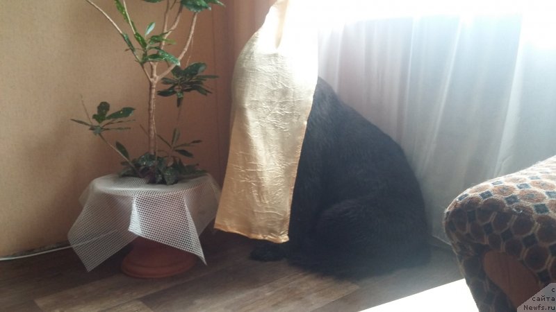 Фото: ньюфаундленд Nessi Blyek s  Lesnoy Zaimki (Несси Блэк с  Лесной Заимки)