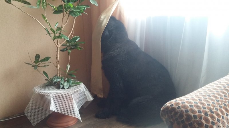 Фото: ньюфаундленд Nessi Blyek s  Lesnoy Zaimki (Несси Блэк с  Лесной Заимки)