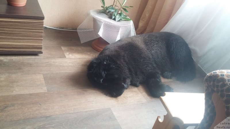 Фото: ньюфаундленд Nessi Blyek s  Lesnoy Zaimki (Несси Блэк с  Лесной Заимки)