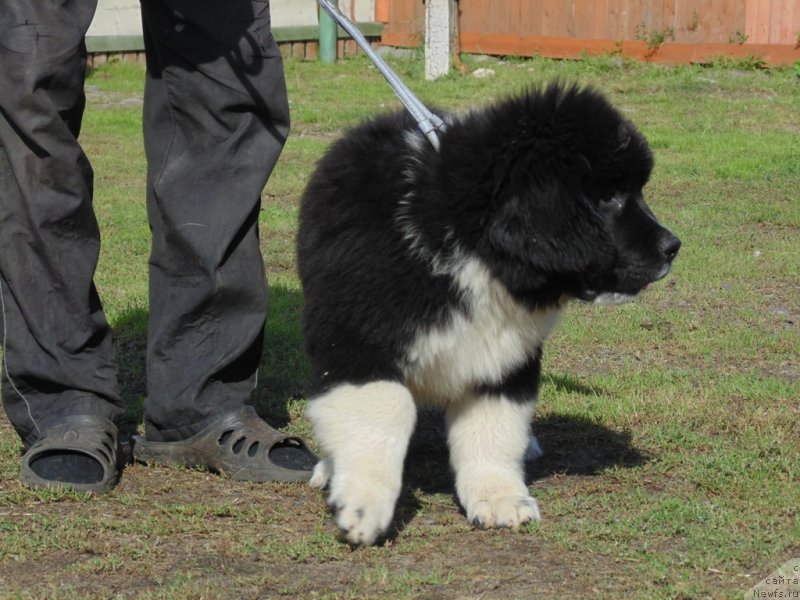 Фото: ньюфаундленд Edji SHarm ot Karel'skih Medvedey (Еджи Шарм от Карельских Медведей)