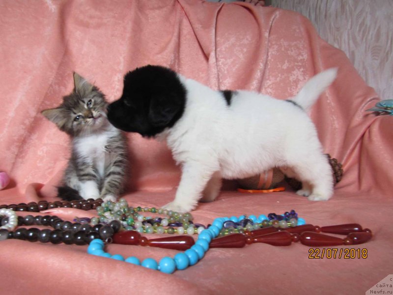 Фото: ньюфаундленд Miya Bolshoj Malysh