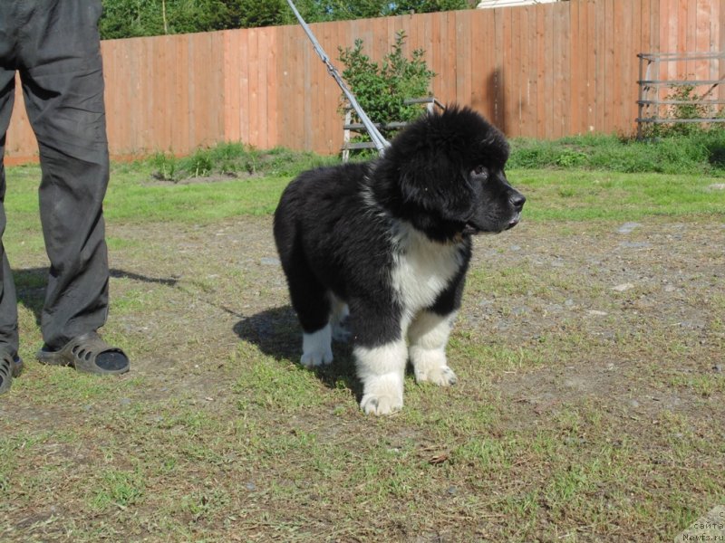 Фото: ньюфаундленд Edji SHarm ot Karel'skih Medvedey (Еджи Шарм от Карельских Медведей)