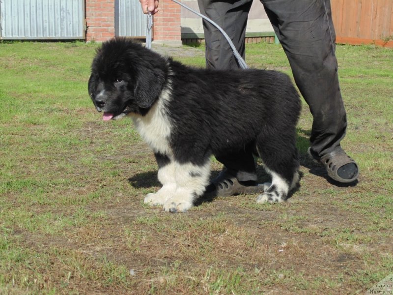 Фото: ньюфаундленд Edji SHarm ot Karel'skih Medvedey (Еджи Шарм от Карельских Медведей)