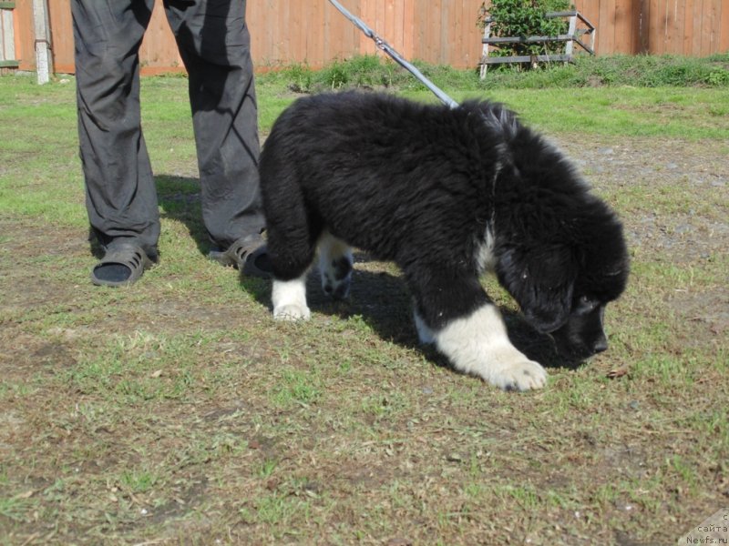 Фото: ньюфаундленд Edji SHarm ot Karel'skih Medvedey (Еджи Шарм от Карельских Медведей)