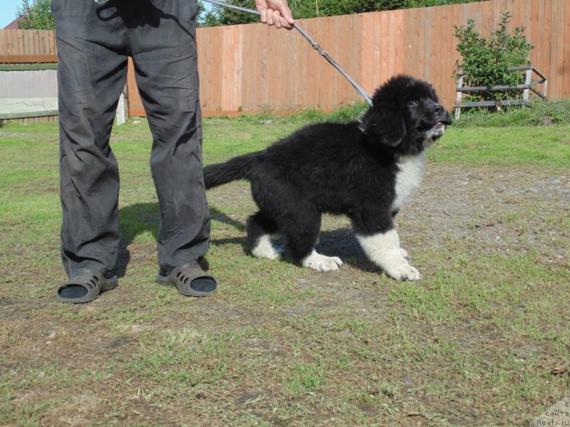 Фото: ньюфаундленд Edji SHarm ot Karel'skih Medvedey (Еджи Шарм от Карельских Медведей)
