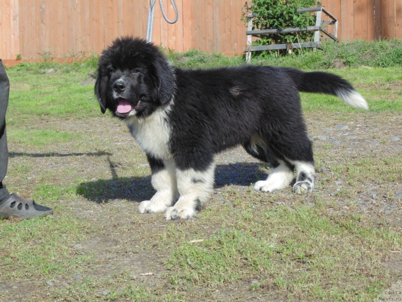 Фото: ньюфаундленд Edji SHarm ot Karel'skih Medvedey (Еджи Шарм от Карельских Медведей)