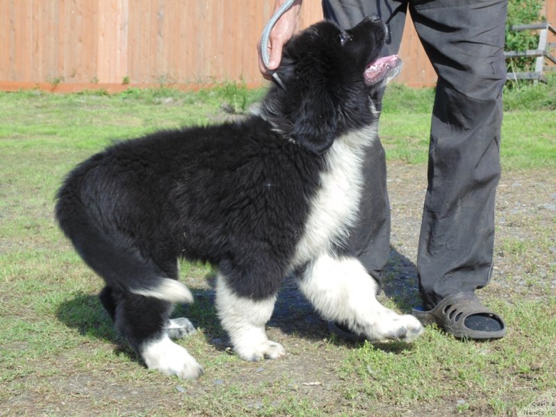 Фото: ньюфаундленд Elovaya Lapa ot Karel'skih Medvedey (Еловая Лапа от Карельских Медведей)