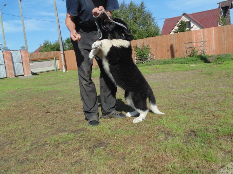 Фото: ньюфаундленд Elovaya Lapa ot Karel'skih Medvedey (Еловая Лапа от Карельских Медведей)