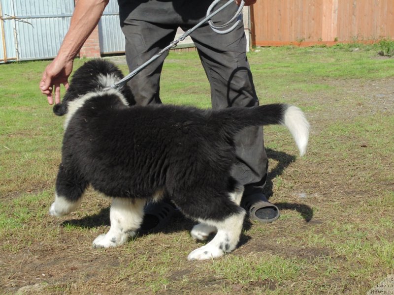 Фото: ньюфаундленд Elovaya Lapa ot Karel'skih Medvedey (Еловая Лапа от Карельских Медведей)