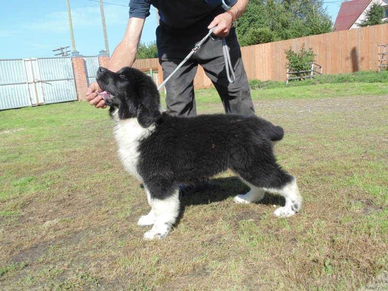 Фото: ньюфаундленд Elovaya Lapa ot Karel'skih Medvedey (Еловая Лапа от Карельских Медведей)