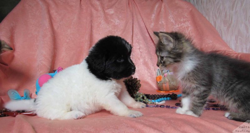 Фото: ньюфаундленд Mine Bolshoj Malysh