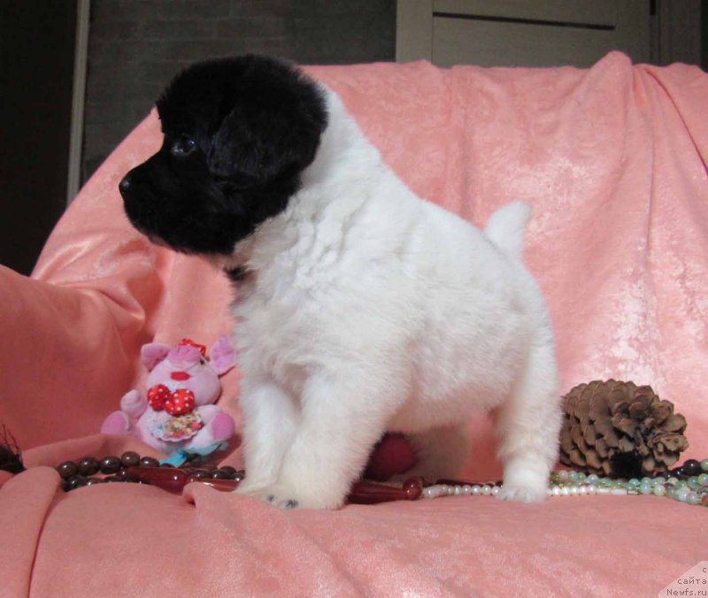 Фото: ньюфаундленд Mine Bolshoj Malysh