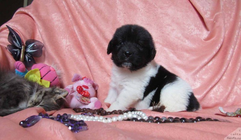 Фото: ньюфаундленд Mai Bolshoj Malysh