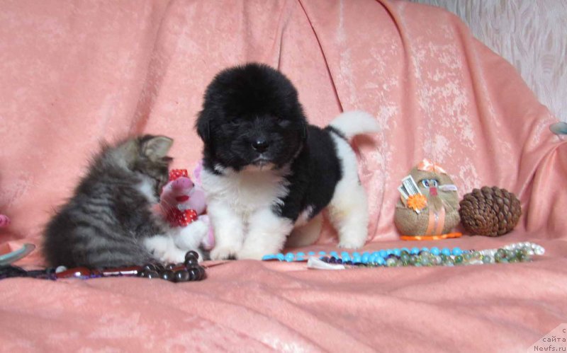 Фото: ньюфаундленд Montaro Bolshoj Malysh