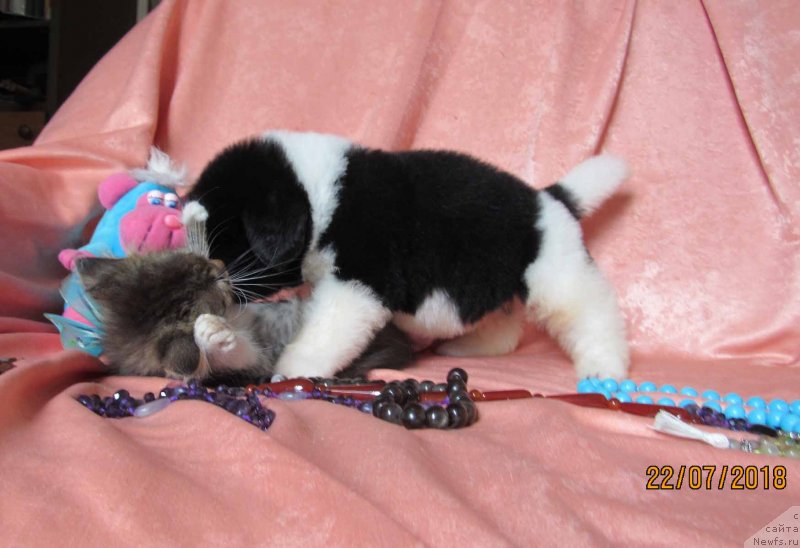 Фото: ньюфаундленд Montaro Bolshoj Malysh