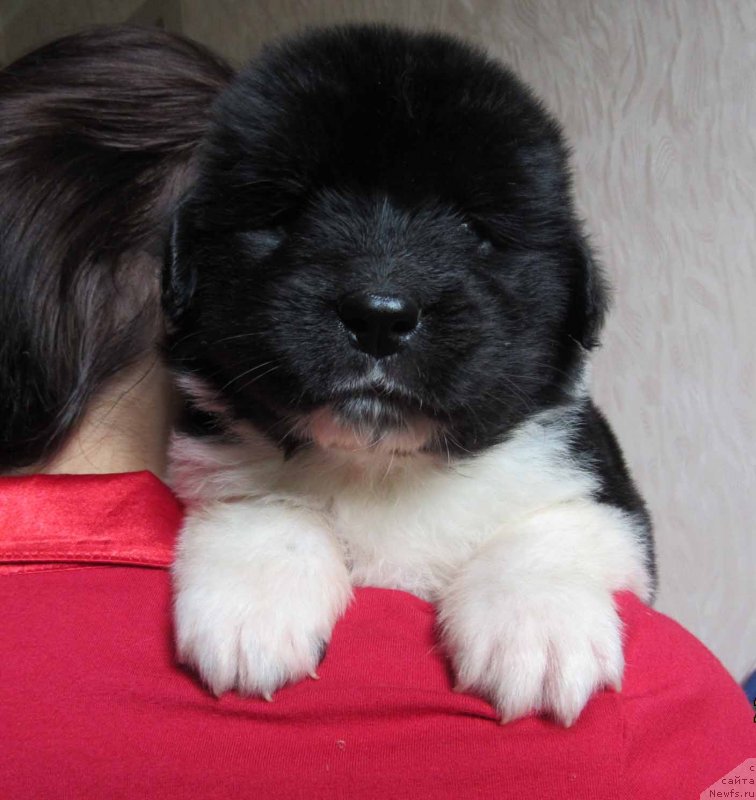 Фото: ньюфаундленд Montaro Bolshoj Malysh