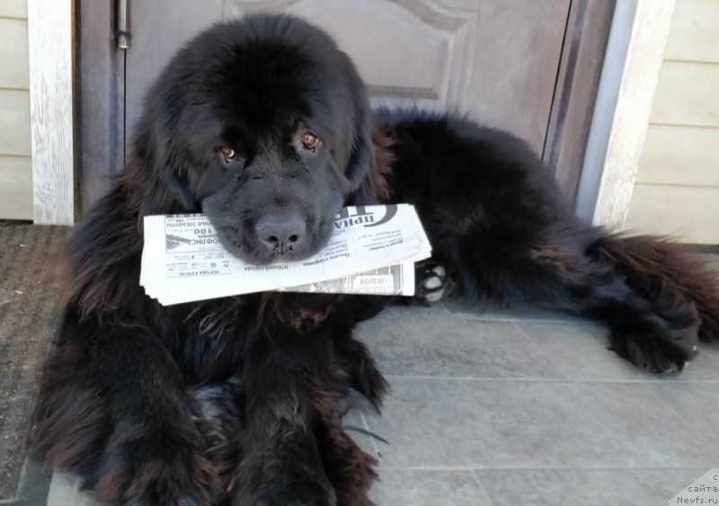 Фото: ньюфаундленд Aquatoriya Kelvin Navigator (Акватория Келвин Навигатор)