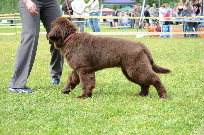 Фото: ньюфаундленд Njufort Morskaya Nimfa (Ньюфорт Морская Нимфа)
