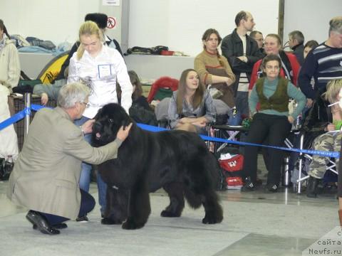 Фото: Aleksandra Ivashova (Александра Ивашова), ньюфаундленд O Black Diamond Little Bear (О Блек Диамонд Литтл Беар)