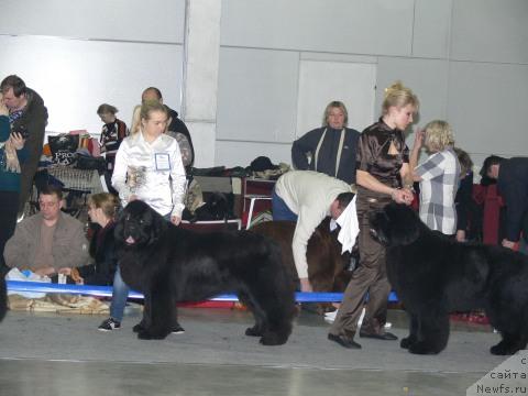 Фото: Aleksandra Ivashova (Александра Ивашова), ньюфаундленд O Black Diamond Little Bear (О Блек Диамонд Литтл Беар)