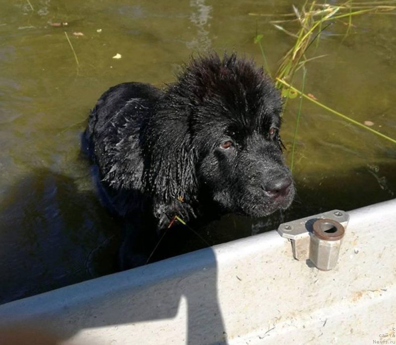 Фото: ньюфаундленд Brownblood MSK Martha Cheerful Lady (Браунблад МСК Марта Чирфул Леди)