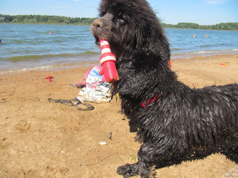 Фото: ньюфаундленд Dyurbahler Klab Al'faretta Vin'etta (Дюрбахлер Клаб Альфаретта Виньетта), ньюфаундленд Richchi s Berega Dona (Риччи с Берега Дона)