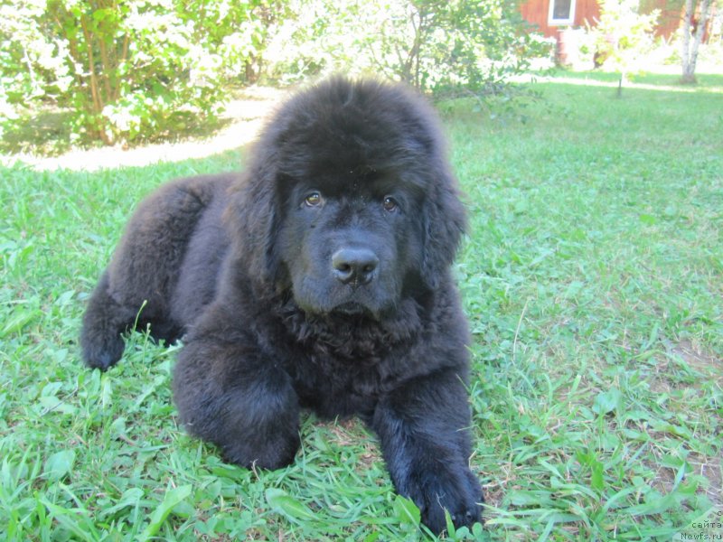 Фотография № 237776