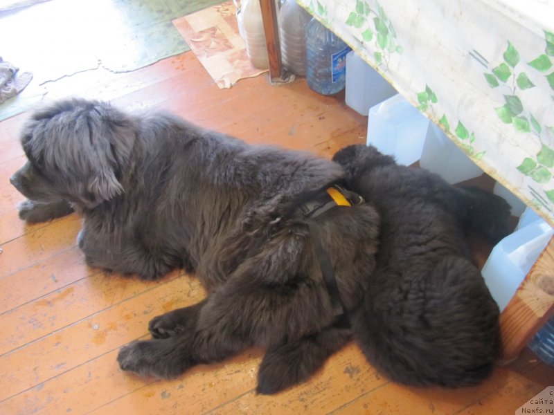 Фотография № 237786