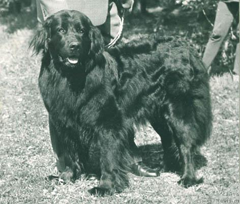 Фото: ньюфаундленд YUdji Geyna (Юджи Гейна)