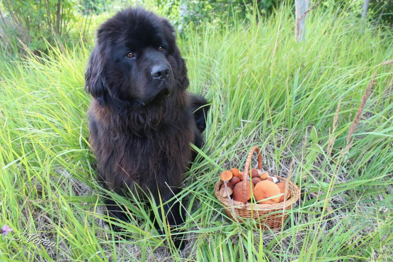 Фото: ньюфаундленд Kozyrniy Tuz s Berega Dona (Козырный Туз с Берега Дона)