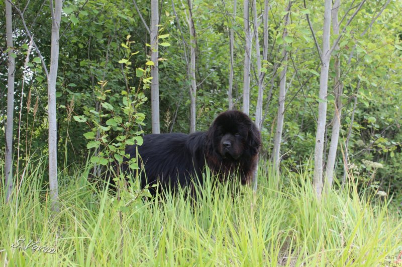 Фото: ньюфаундленд Kozyrniy Tuz s Berega Dona (Козырный Туз с Берега Дона)