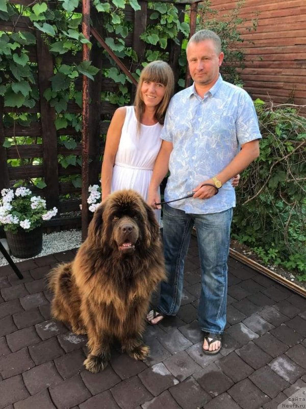 Фото: ньюфаундленд Brownblood MSK Hayes Hago (Браунблад МСК Хаиес Хаго)