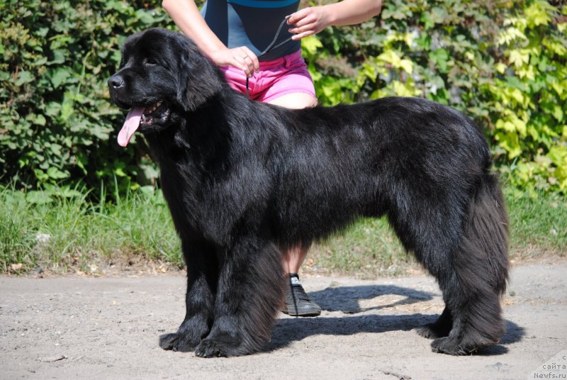 Фото: ньюфаундленд Moya Stihiya Princ Naslednyiy Ritm de Noyel' (Моя Стихия Принц Наследный Ритм де Ноэль)