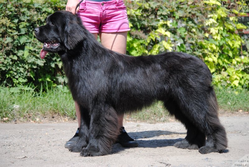 Фото: ньюфаундленд Moya Stihiya Princ Naslednyiy Ritm de Noyel' (Моя Стихия Принц Наследный Ритм де Ноэль)