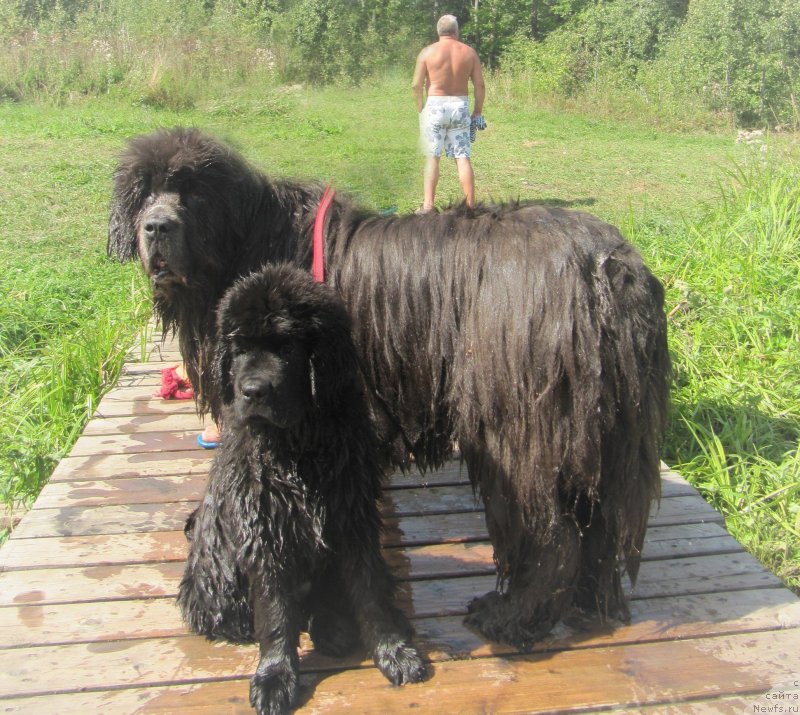 Фото: ньюфаундленд Dyurbahler Klab Al'faretta Vin'etta (Дюрбахлер Клаб Альфаретта Виньетта), ньюфаундленд Richchi s Berega Dona (Риччи с Берега Дона)