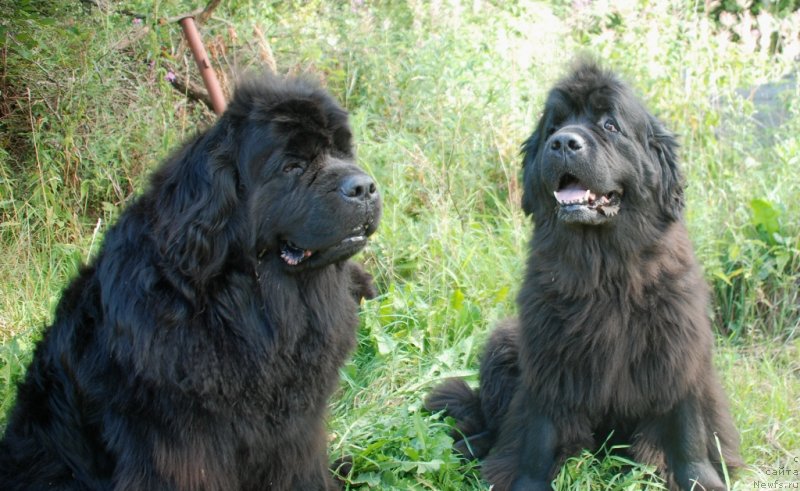 Фотография № 237839