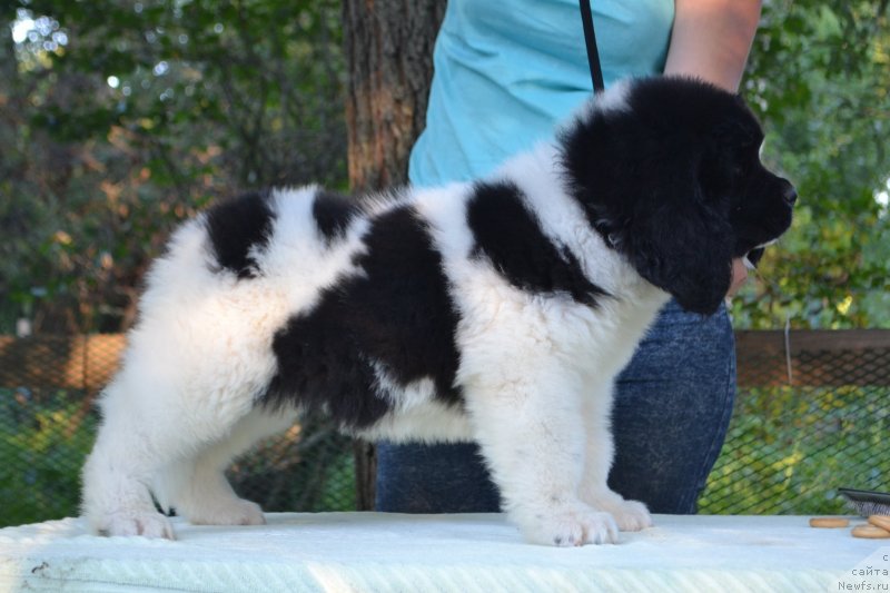 Фото: ньюфаундленд Baffi (Баффи)