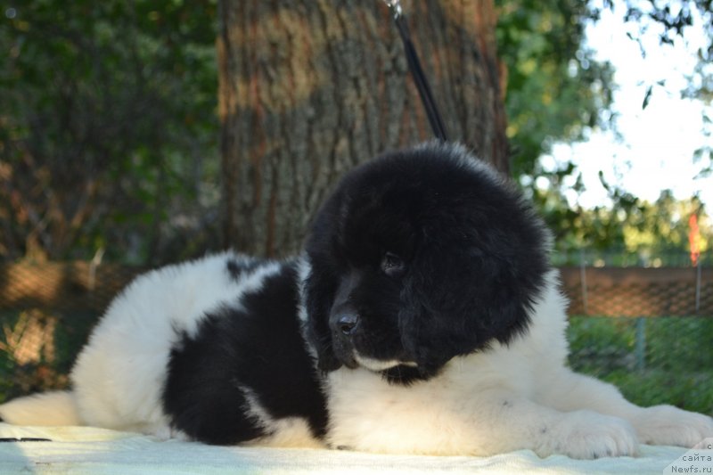 Фото: ньюфаундленд Baffi (Баффи)