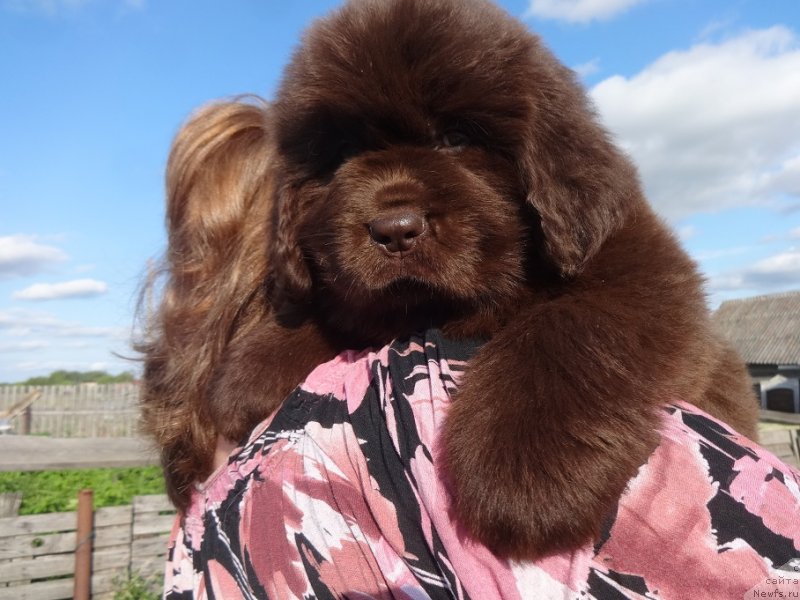 Фото: ньюфаундленд N'yufort Oveyshen Goldi Knayt (Ньюфорт Овейшен Голди Кнайт)