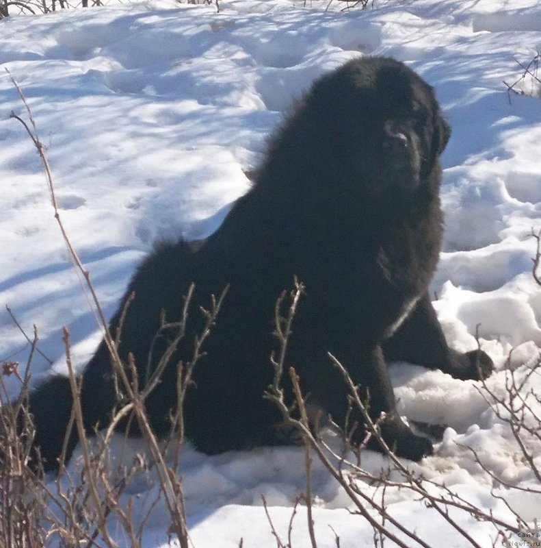 Фото: ньюфаундленд Velyke Malyatko Kalyna Bilotsvitna