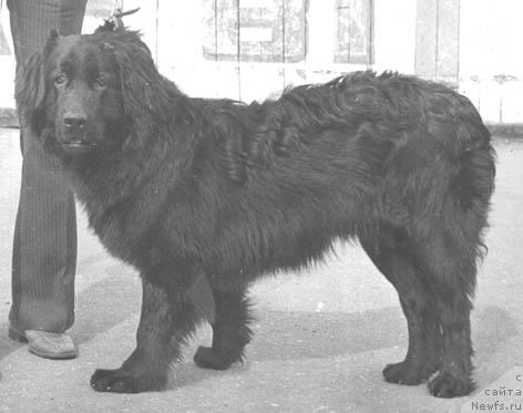 Фото: ньюфаундленд YUdji Grant (Юджи Грант)