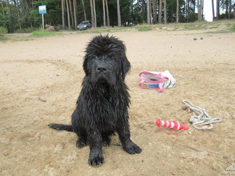 Фото: ньюфаундленд Richchi s Berega Dona (Риччи с Берега Дона)
