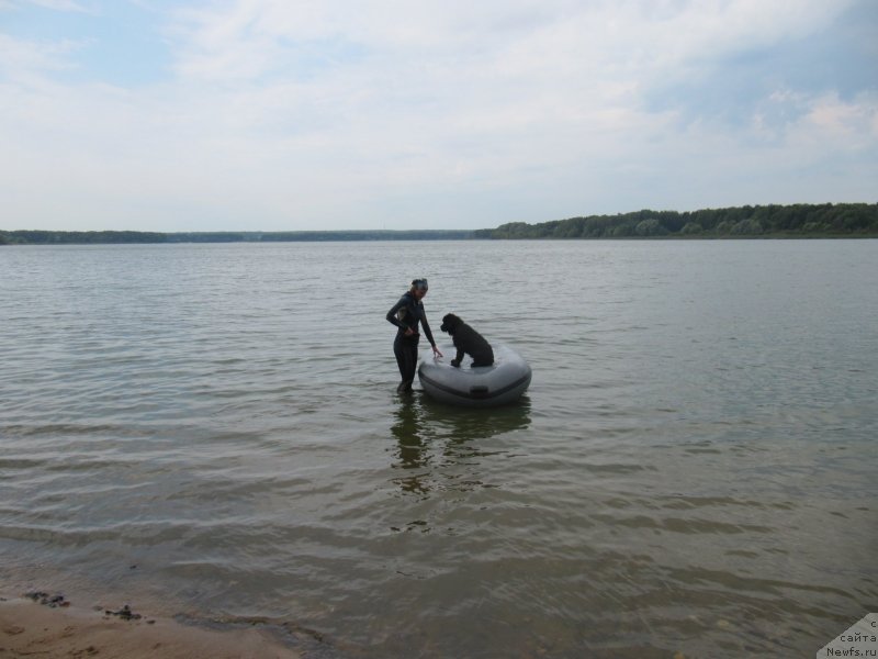 Фото: ньюфаундленд Richchi s Berega Dona (Риччи с Берега Дона), Anastasiya Kireeva (Анастасия Киреева)