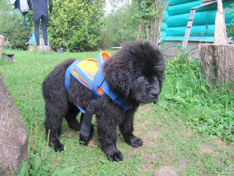 Фотография № 237923