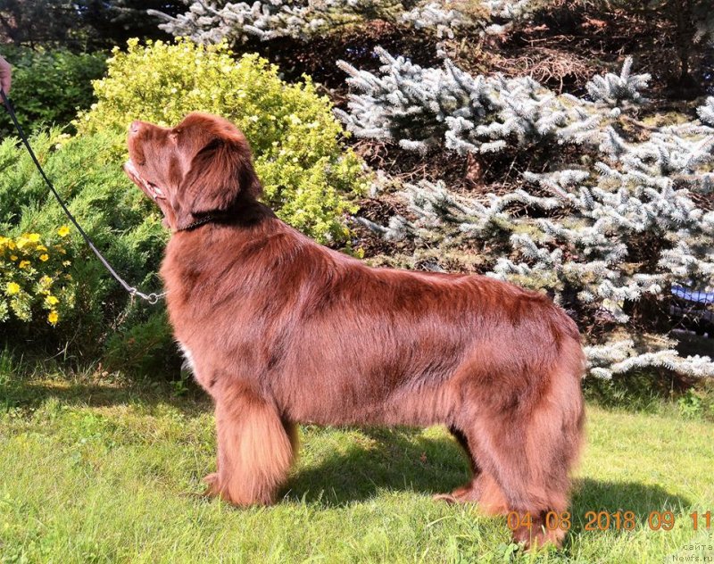 Фото: ньюфаундленд Brownblood MSK Alpina Guardian Soul (Браунблад МСК Альпина Гуардиан Соул)