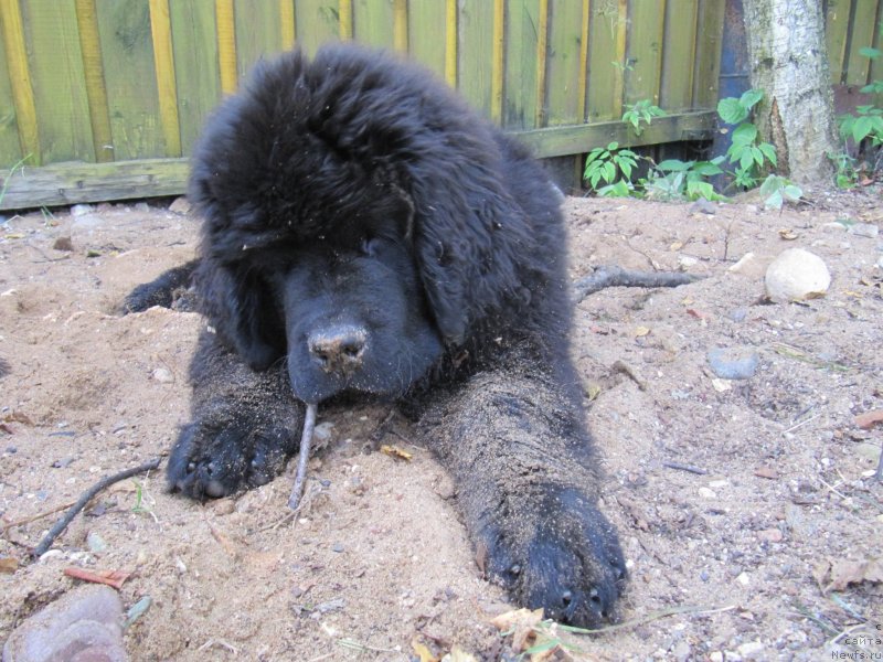 Фотография № 237927