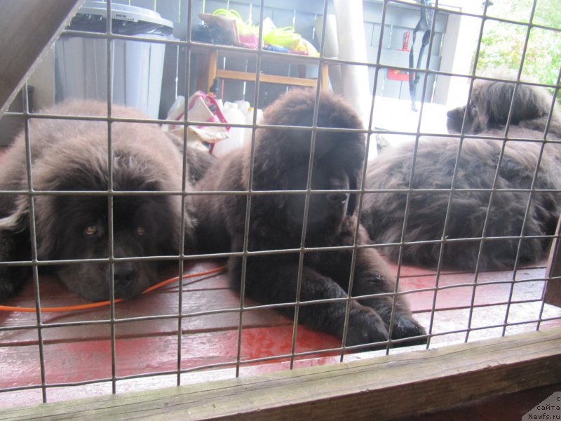 Фото: ньюфаундленд Melty Wave Marine Tifeya (Мелти Вейв Марин Тифея), ньюфаундленд Richchi s Berega Dona (Риччи с Берега Дона), ньюфаундленд Dyurbahler Klab Al'faretta Vin'etta (Дюрбахлер Клаб Альфаретта Виньетта)