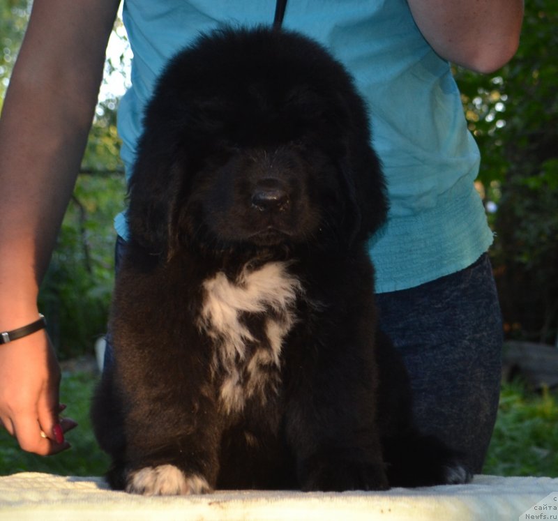 Фото: ньюфаундленд Baffi (Баффи)