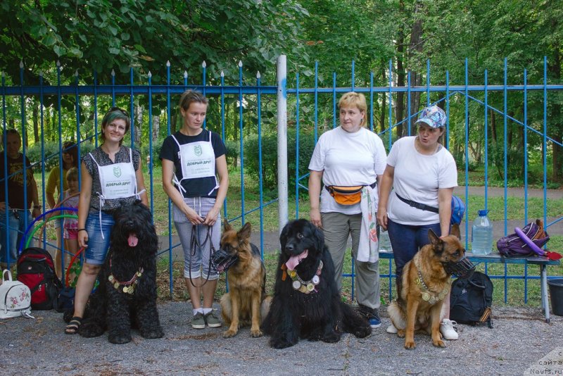 Фото: ньюфаундленд Russkaya Krasavica Nyura (Русская Красавица Нюра)
